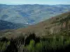 Montes de Lyonnais - Los arbustos en primer plano con vistas de las colinas