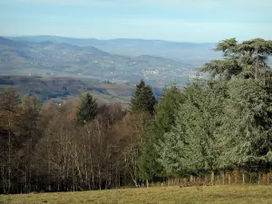Montes de Lyonnais - El cuello de la vista Luère de los árboles (bosque) y las colinas de los alrededores