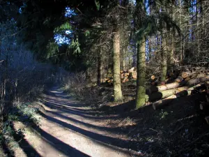 Montes de Lyonnais - Camino del bosque rodeado de árboles (bosques) y los registros de corte