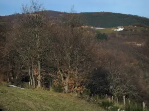 Montes de Lyonnais - Los árboles y los pastos