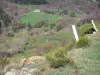 Monti dell’Ardèche - Vista su un nido in una casa verde