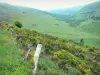 Monti del Cantal - Parco Naturale Regionale dei Vulcani d'Alvernia: fiori in primo piano con una vista di prati punteggiato da mandrie di mucche