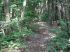 Montmorency forest - Forest undergrowth