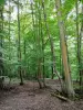 Montmorency forest - Trees in the national forest