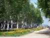 Montpellier - Promenade bloemperken en platanen (bomen) van de Esplanade Charles de Gaulle
