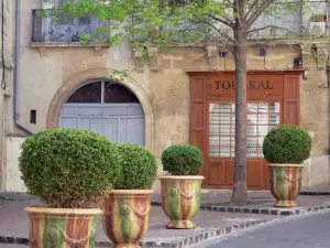 Montpellier - Sträucher in Töpfen, Baum und Hausfassade