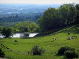 Monts de Blond - Chevaux dans une prairie, étang, arbres et forêt