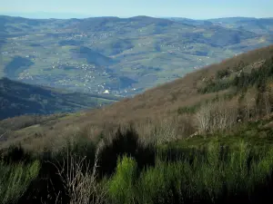 Monts du Lyonnais - Arbustes en premier plan avec vue sur les collines