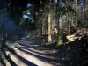 Monts du Lyonnais - Chemin forestier bordé d'arbres (forêt) et de troncs coupés