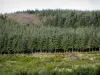 Monts du Lyonnais - Arbres (forêt) et arbustes