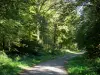 Mormal Forest - Caminho, vegetação rasteira (vegetação) e árvores da floresta, no Parque Natural Regional de Avesnois