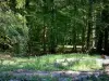 Mormal Forest - Árvores na floresta, vegetação rasteira (vegetação) e troncos de árvores cortadas, no Parque Natural Regional de Avesnois