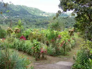 Le Morne-Rouge - Tropical garden planting Beauvallon