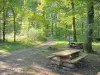 Morvan Regional Nature Park - Picnic tables in the shade of the trees, at the edge of a forest path