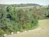 Morvan Regional Nature Park - Herd of cows in a meadow at the edge of the forest