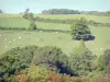 Morvan Regional Nature Park - Cows in a meadow surrounded by trees