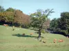 Morvan Regional Nature Park - Cows in a pasture surrounded by trees