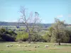 Morvan Regional Nature Park - Flock of sheep in a meadow surrounded by trees