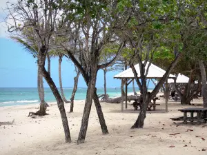 Le Moule - Kokospalmen, zee druiven en carbets het zandstrand van de andere rand