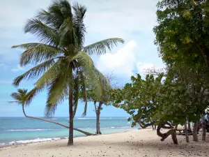 Le Moule - Kokospalmen en de zee druiven van het strand van de andere rand met uitzicht op de lagune