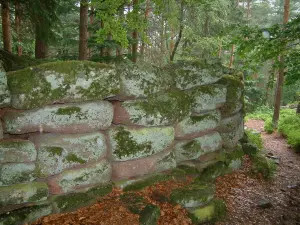 Mount Sainte-Odile - Pagan wall (mur païen) and trees in the forest