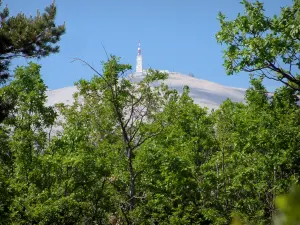 Mount Ventoux - Trees and peak of the mount Ventoux (limestone mountain)