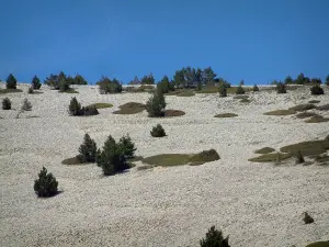 Mount Ventoux - Limestones and plants