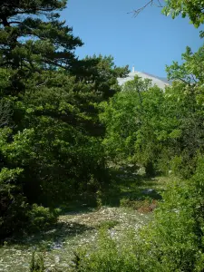 Mount Ventoux - A road in a forest with the mount Ventoux (limestone mountain) in background