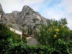 Moustiers-Sainte-Marie - Rosiers (roses), maisons et falaise