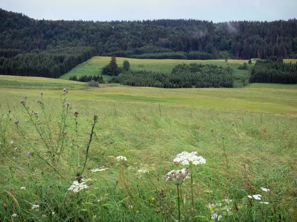 Mouthe valley - Wild flowers and high vegetation in foreground, prairies, spruces (trees) and forest; in the Upper Jura Regional Nature Park