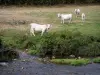 Mucca di razza Charolaise - Bovine Charolais (vacche bianche) in un fiume