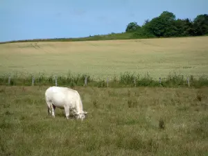 Mucca di razza Charolaise - Un bianco mucca pascolo, campo di grano e alberi