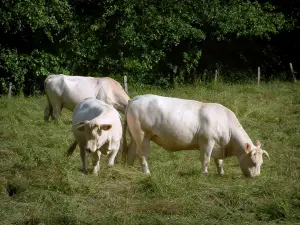 Mucca di razza Charolaise - Mucche bianche in un pascolo e alberi