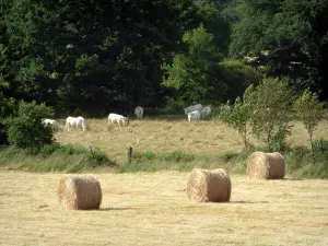Mucca di razza Charolaise - Balle di paglia, con mucche al pascolo alberi bianchi (foresta)