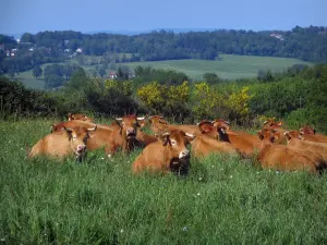 La mucca di razza Limousine - Mucche che giace in un prato, alberi e fioritura delle ginestre, nel Parco Naturale Regionale Périgord-Limousin