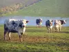Mucca di razza normanna - Normandia mucche in un pascolo