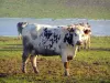 Mucca di razza normanna - Normandia mucche in un pascolo