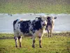Mucca di razza normanna - Due mucche Normandia