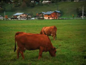 Mucche alpine - Mucche Tarine e chalet in background