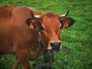 Mucche alpine - Tarine mucca con una campana