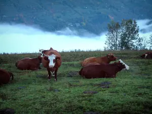 Mucche alpine - Pascolo con le mucche di Abondance e nuvole sullo sfondo