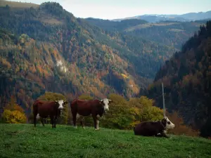 Mucche alpine - Del alpeggio Aravis con le mucche indossano campane Abbondanza, gli alberi con colori autunnali e montagne boscose in background