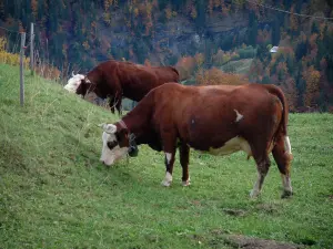 Mucche alpine - Del alpeggio Aravis con Abbondanza mucche, foresta in background