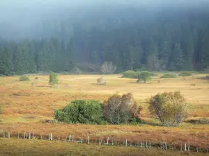 Mulino di Cézallier - Pasture (pascolo) e la foresta punteggiata da arbusti (alberi) sullo sfondo, nel Parco Naturale Regionale dei Vulcani d'Alvernia