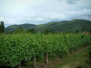 Munster valley - Vineyards and hills covered by forests