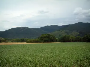 Munster valley - Corn fields and mountains covered by forests