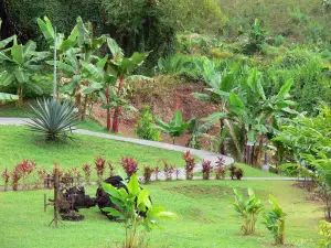 Musée de la Banane - Jardin de l'exploitation bananière