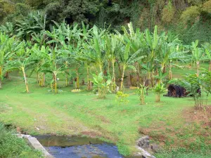 Musée de la Banane - Bananiers du parc