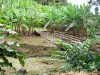 Musée de la Banane - Promenade dans le parc planté de nombreuses variétés de bananiers