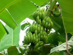 Musée de la Banane - Régime de bananes